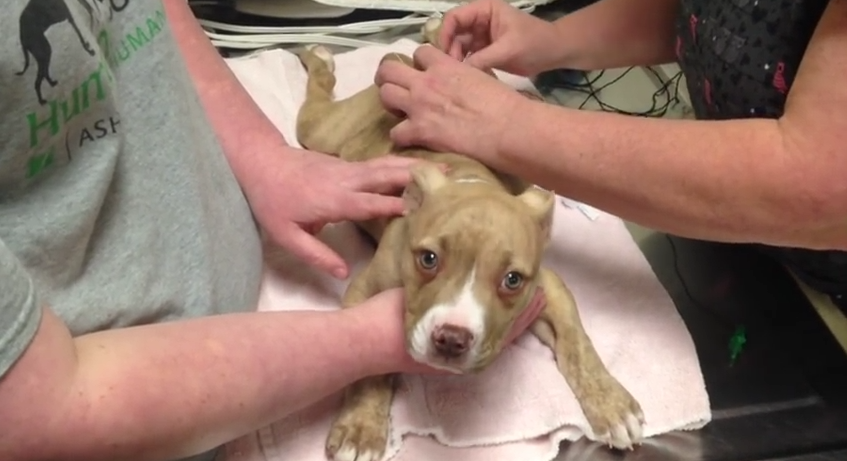 After All Else Failed, They Tried Acupuncture To Help This Paralyzed Puppy. You won’t believe what happened!
