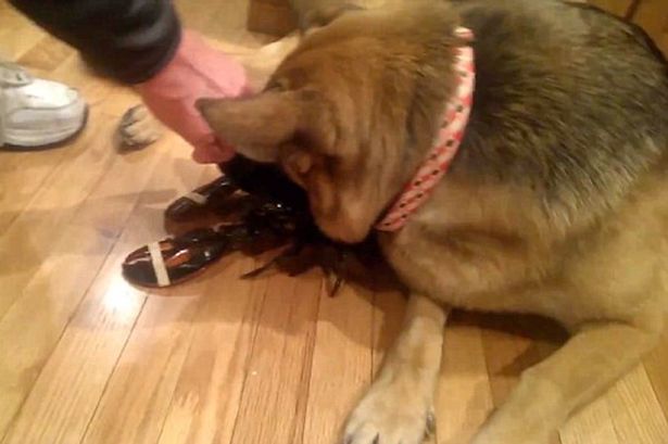 Watch protective German Shepherd try to save lobster pal from becoming supper