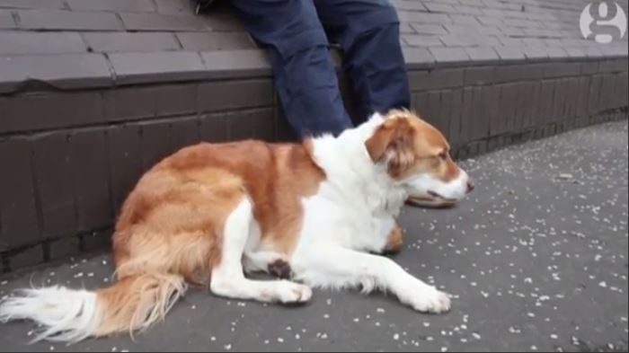 Dog uses trampoline to escape and follow owner to work