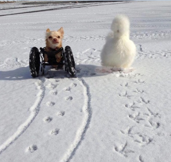 This Two-Legged Chihuahua And Fluffy Chicken Are The Best Of Friends And Do Everything Together