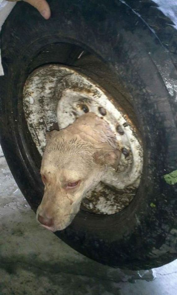 Firefighters Rescue Dog That Got Its Head Stuck In A Wheel