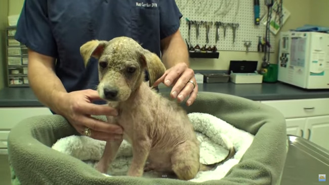 This Dog Was Ugly, Hairless, And Scheduled To Be Killed Until This Vet Saved Him