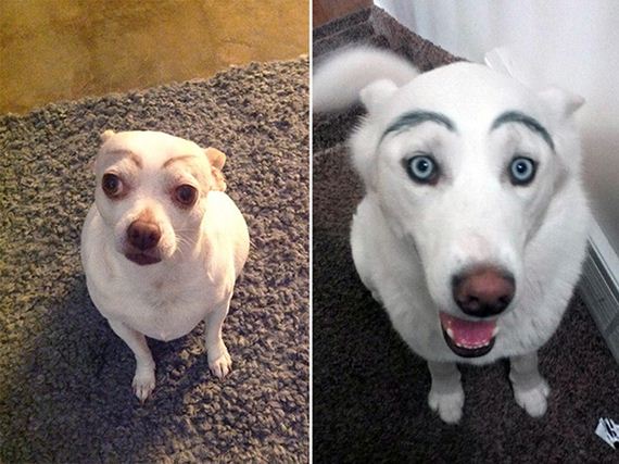 Dogs With Eyebrows Are Making a Comback