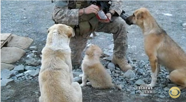 This Soldier Was Kind To 3 Stray Dogs. What They Did When A Suicide Bomber Approached Is Unbelievable!