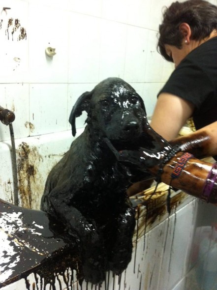 Rescuers Save Four-Month-Old Puppies Dumped in Tar