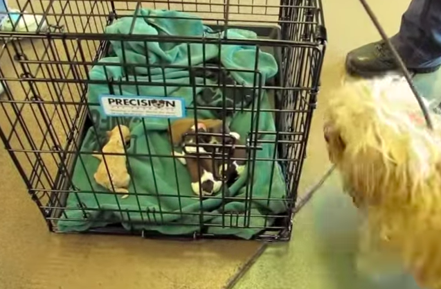 Pregnant Dog Was Abandoned While In Labor And When She Finally Sees Her Pups – WOW!