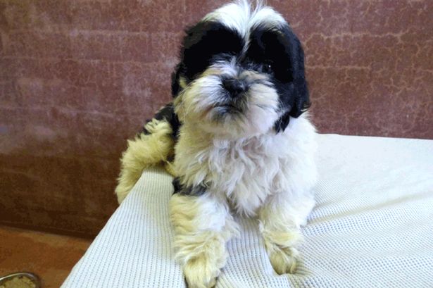 Puppy found trapped under traffic cone is named Connie after being rescued by workmen