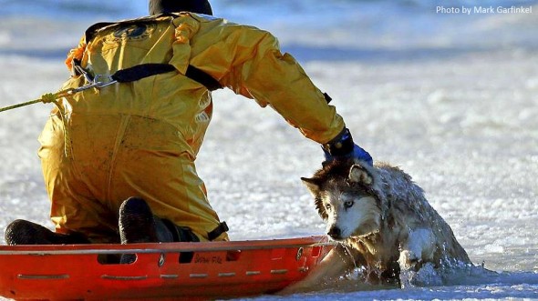 Boston Firefighter Risks Life to Save Husky from Icy Death