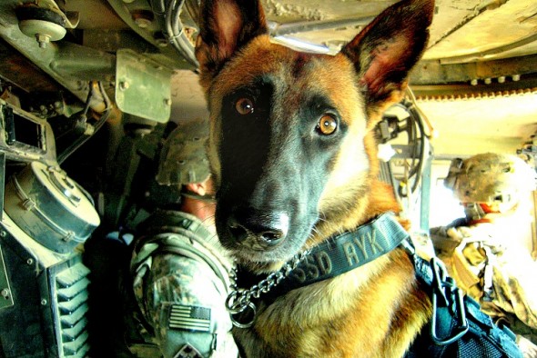 New Bill Would Retire Military Dogs With Their Handlers