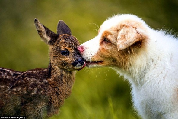 Australian Shepherd Puppy Adopts Orphaned Fawn