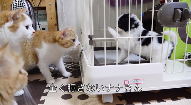 These Cats Are Confused When They Meet Their New Little Bro…But He CAN’T WAIT