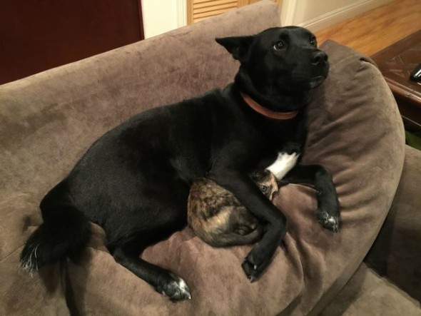 Dog Comforts Kitten Buddy During Scary Storm