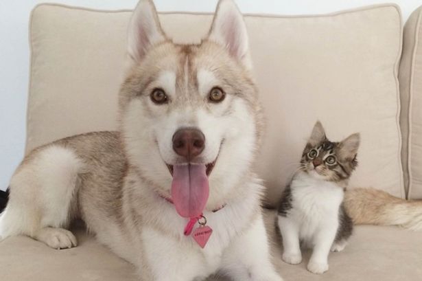 Meet the kitten who thinks she’s a dog after being adopted by a husky