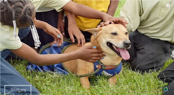 Rescued With a Spinal Injury, See How This Dog Is Making a Difference In Children’s Lives