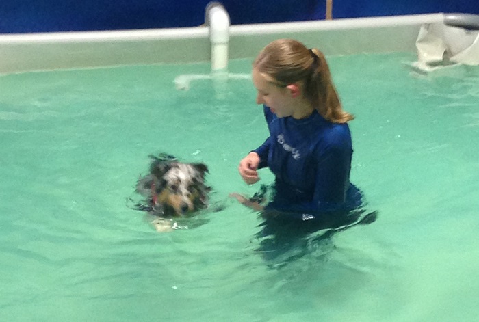 Teaching Your Dog To Swim: Cute Video Of A Dog’s First Time