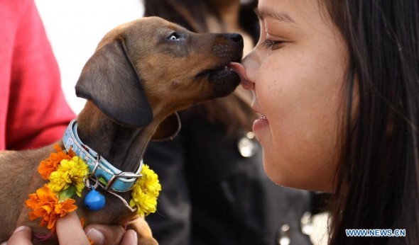 Nepal Festival Celebrates Sanctity of Dogs’ LIVES