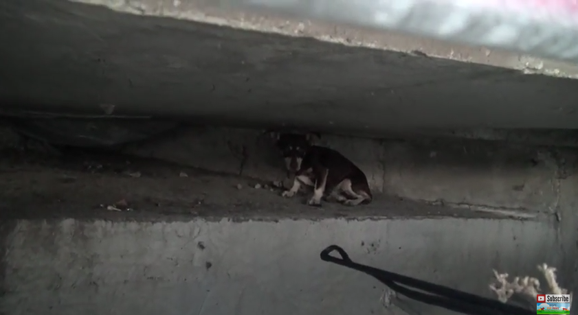 This Dog Was Saved From An Underground Sewer System And Given A New Life