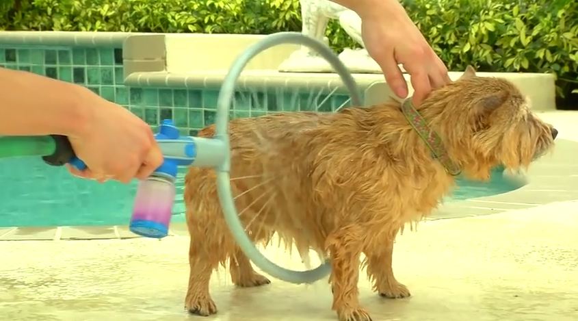 This Doggie Car Wash Is Everything You Need To Keep Your Pooch Clean