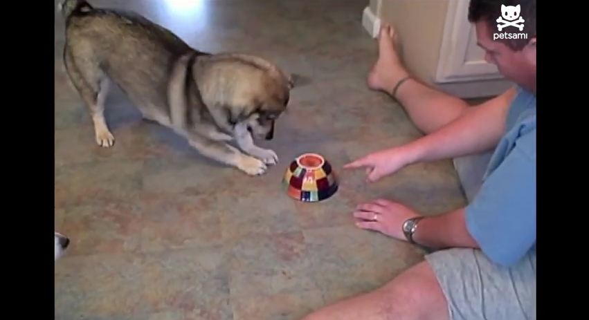 Want To Have Some Fun With Your Pet? Grab a Bowl and a Laser Pointer!