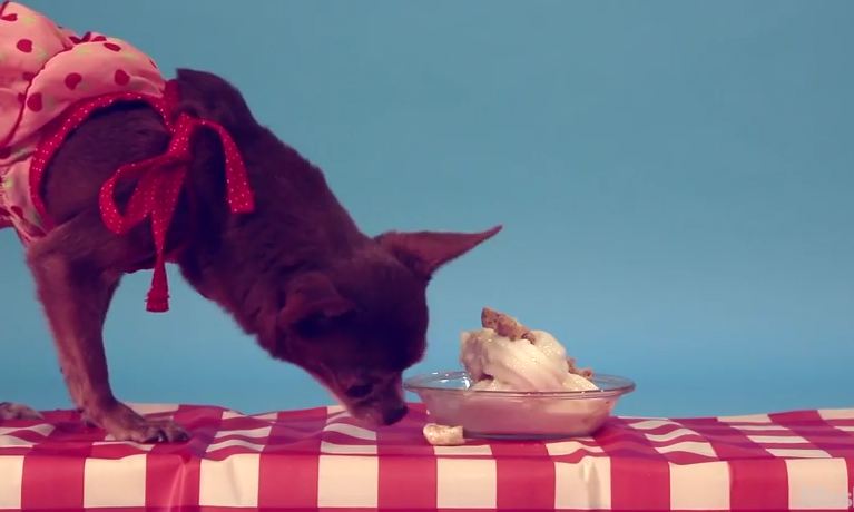 These Cute Dogs Are Super Happy To Chow Down On Their Own Sweet Ice Cream Treats