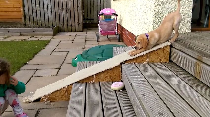 Fact: Every Single Puppy In The World Should Have Their Own Slide