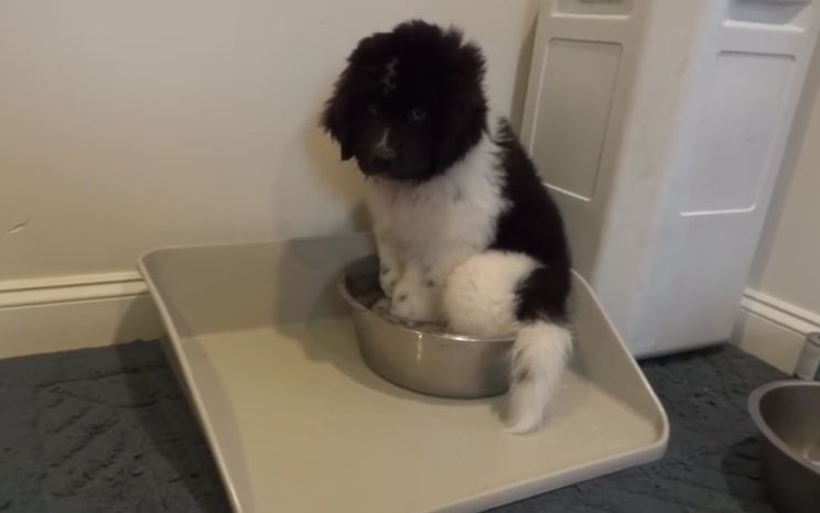 This Silly Dog Doesn’t Know How To Use His Water Bowl Properly
