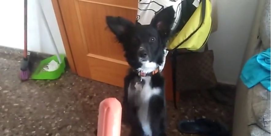 This Little Dog Has His Begging Strategy Down To An Adorable Science