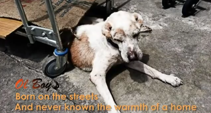 This Dying Dog Had One Final Wish–To Be Loved