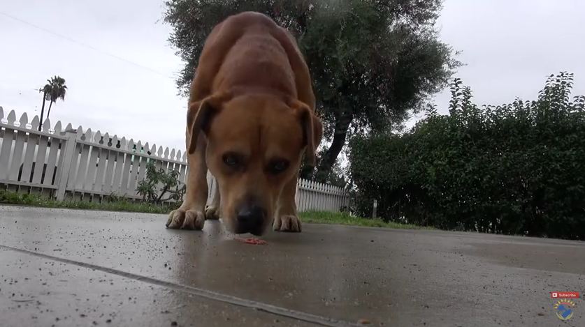 This Stray Dog Was Terrified Of Strangers…Until It Was Almost Caught In A Storm