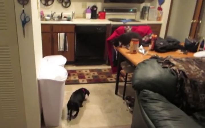 You’re Not Allowed To Feed The Dog From The Table…But Can The Cat?