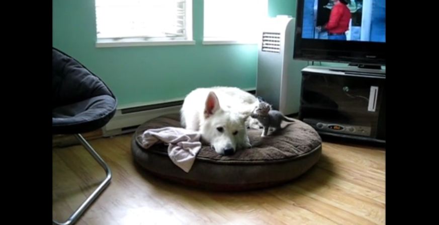 Sleepy Dog Annoyed By Adorable Kitten!