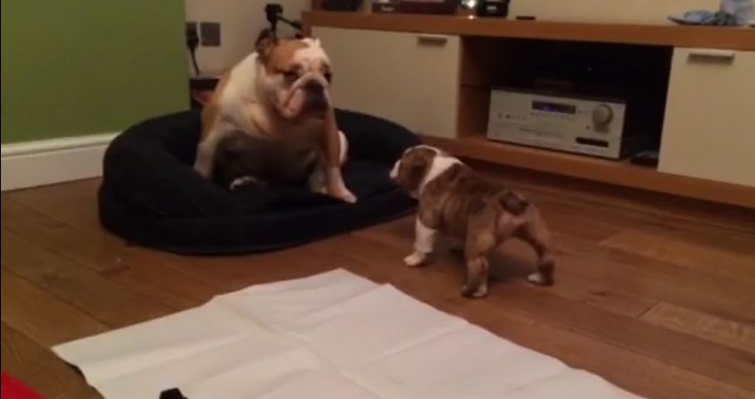 Puppy Bulldog Thinks He’s the Boss!