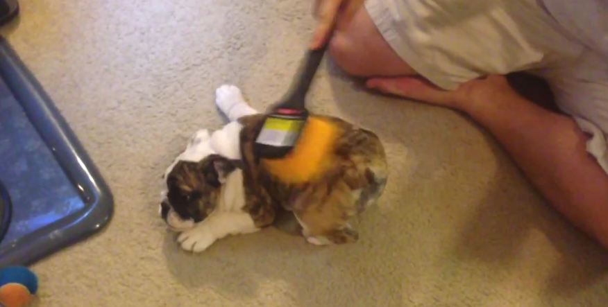 English Bulldog Puppy Loves Scrub Brush