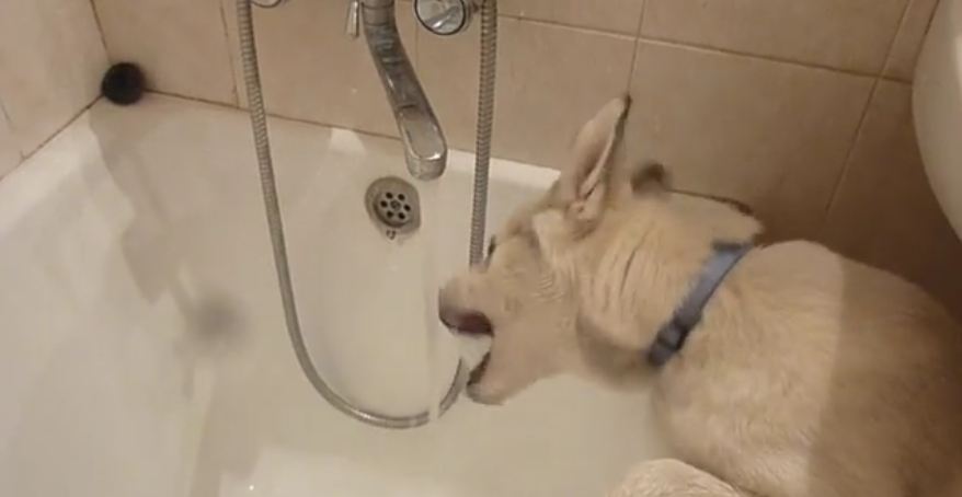 Husky Puppy Loves Bathtub Tap