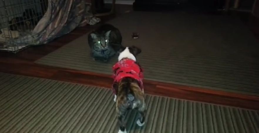 Adorable Puppy Challenges the Cat!