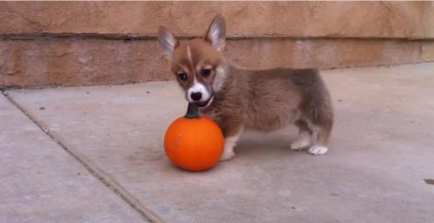 Adorable Puppy Challenges Suspicious Pumpkin!