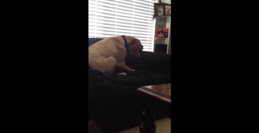 This Dog Proves That Sometimes Our Pups Just Want To Be Goofballs