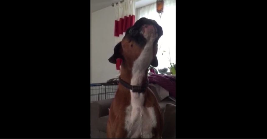 Boxer Mimics Squeaky Toy