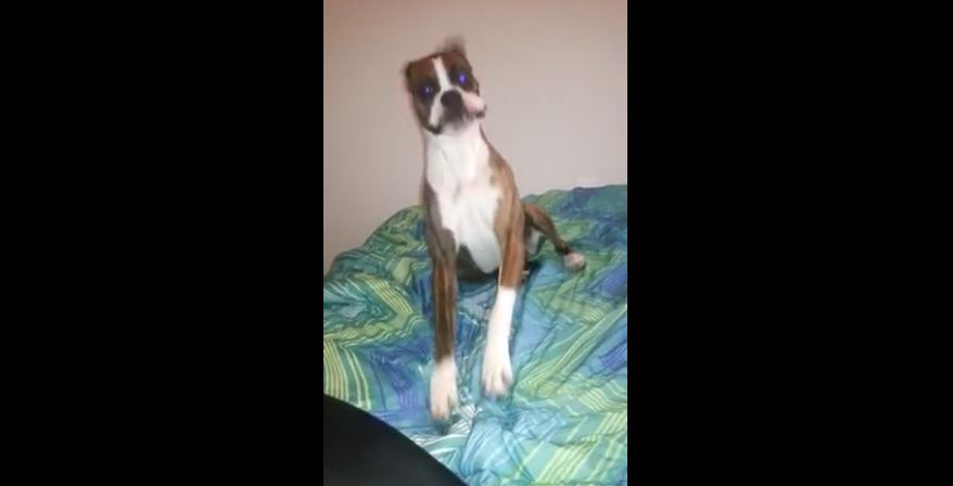 Boxer hilariously goes nuts on bed