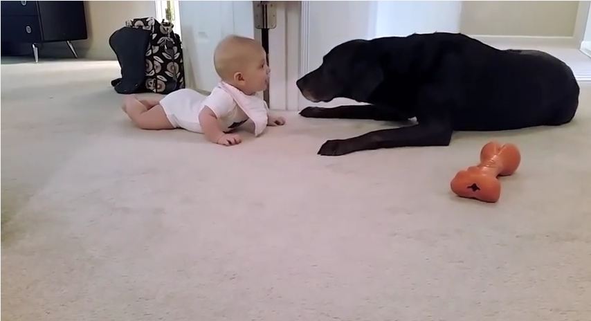 Dog Coaches Baby To Crawl For First Time