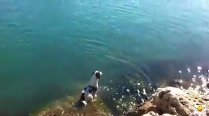 They Saw A Family Of Dolphins Swimming And Then Their Dog Did This