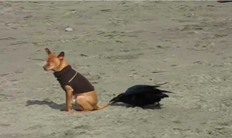 Dogs Having a Blast at the Beach