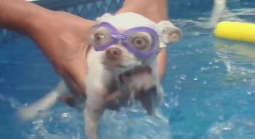 When You Add Dogs To Pools, Hilarity Is Bound To Happen…Prepare To Laugh!