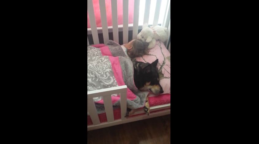 This Mom Found Their Dog Doing The Cutest Thing Ever With His Sister