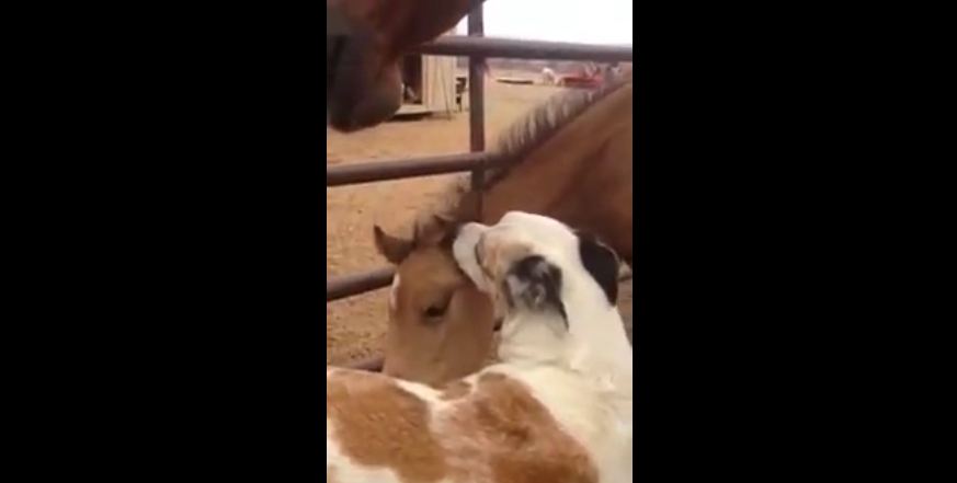 Dog and baby horse: Friends for life!