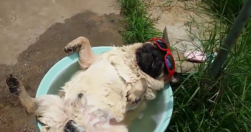 The Super-Relaxed Pug Is Back…And This Time, He’s Even More Adorable!