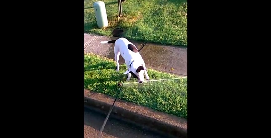 This Dog Just Discovered The Sprinkler Right…Now