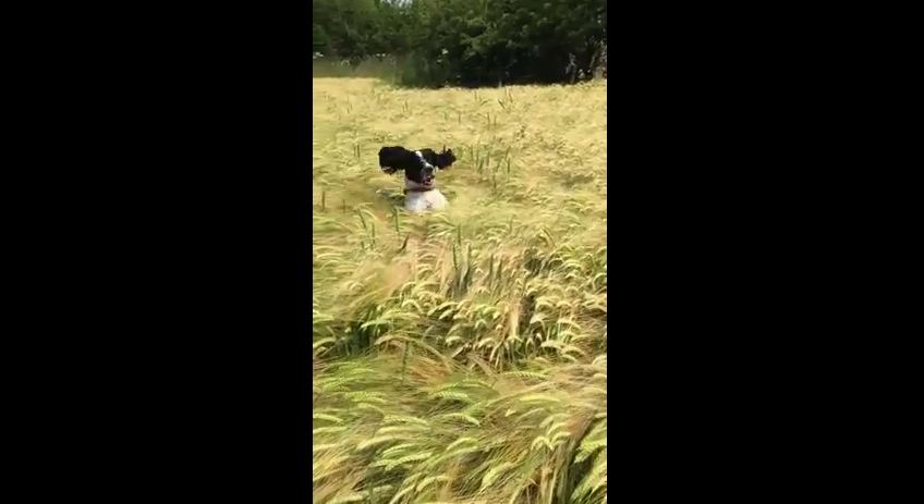 Get Ready To Laugh When You See How This Dog Finds His Owner In A Field Of Tall Grass