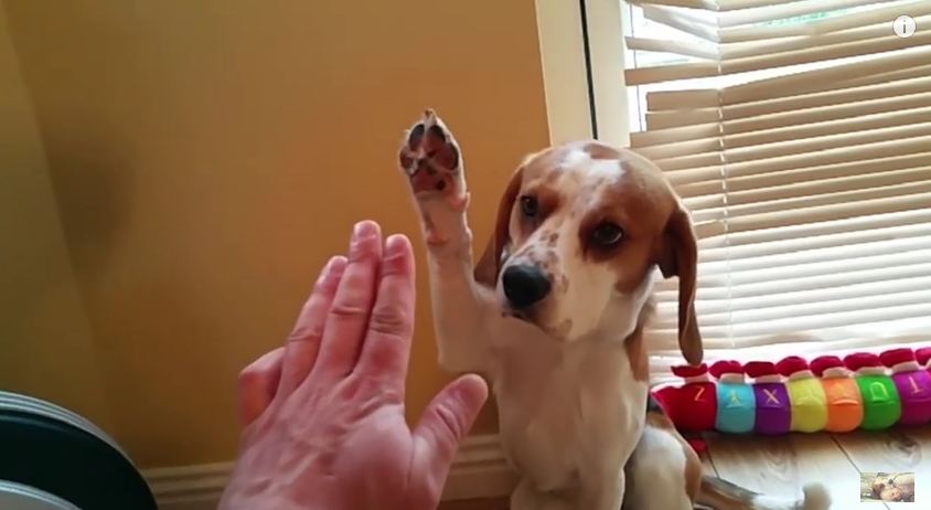 This Dog And Toddler Playing Doctor Is The Most Precious Thing We’ve Ever Seen