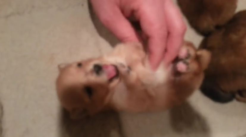 GOING VIRAL: Seventeen Day-Old Puppy Begs for Belly Tickles, Entire World Melts!